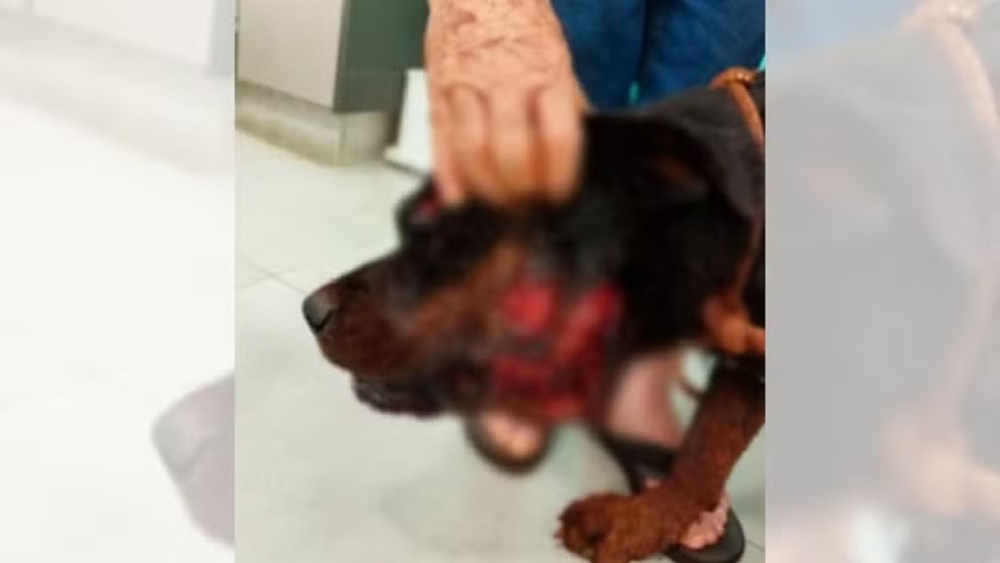 Rottweiler sofreu ferimentos no rosto (Reprodução/Jornal Comarca)